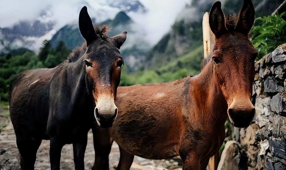 突破基因枷锁会怎样,普通马和斑马杂交是否可育