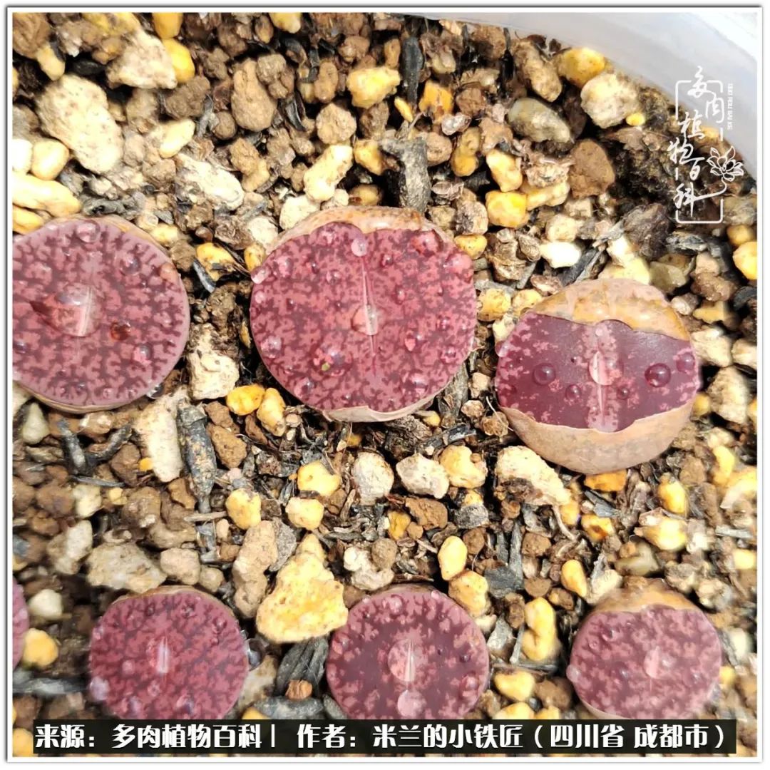 生石花好养吗怎么养护的,生石花的养殖方法和注意事项