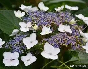 有一种花很好看但是很臭,名字很难听却很漂亮的花