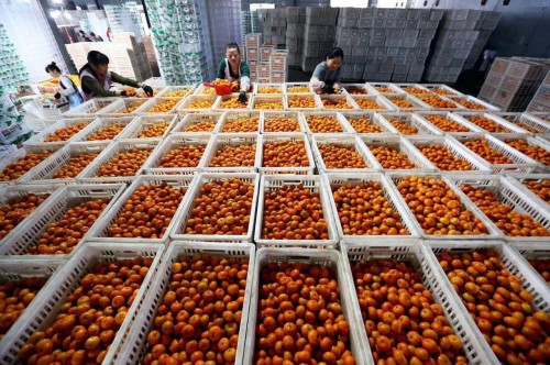 丑桔蜜桔,南丰蜜柑沙糖橘