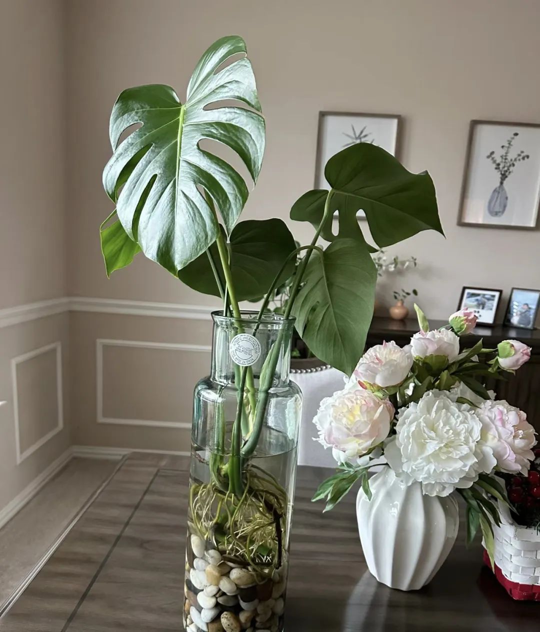 绿植不怕冻客厅,10种不怕太阳晒的盆栽绿植