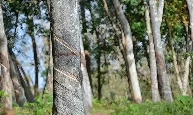 海南省建立自贸区对橡胶有影响吗,海南海胶自贸港的发展前景