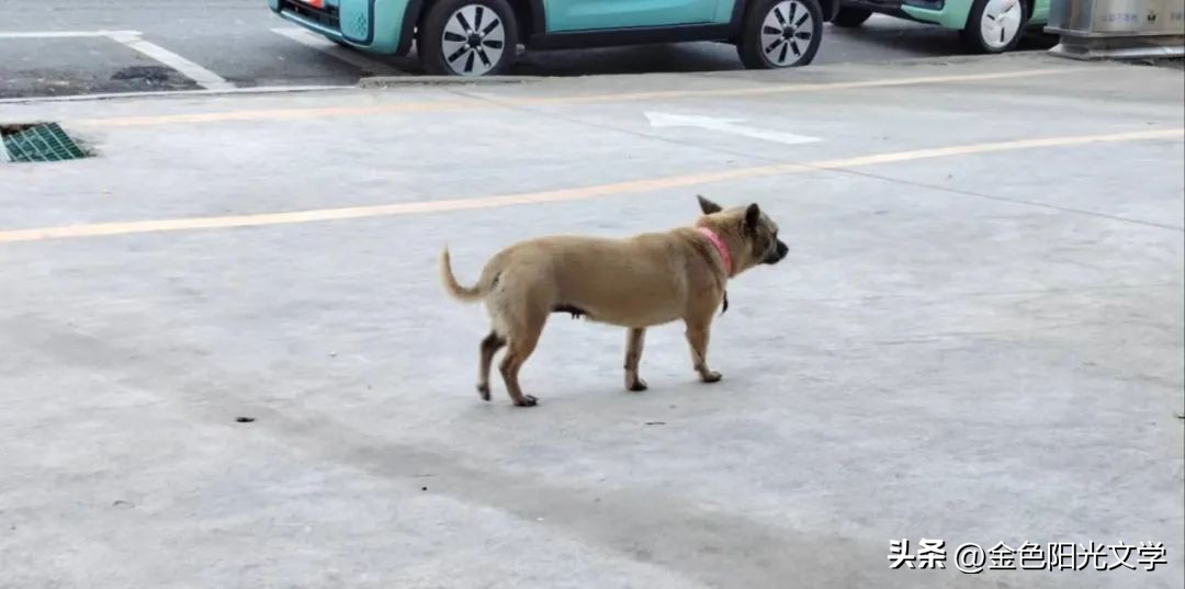 懂交通规则的动物,懂交规的狗