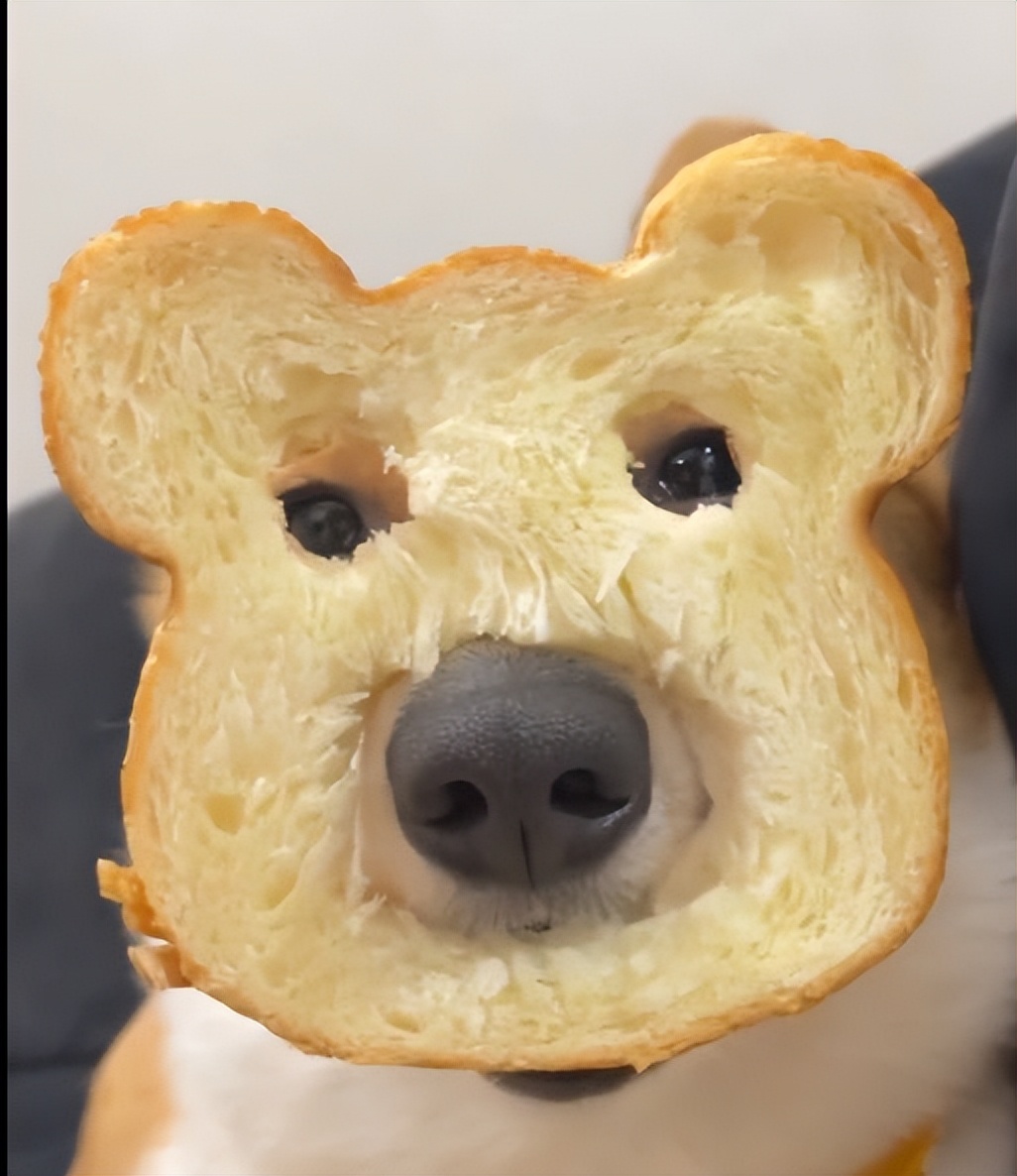 如果我变成面包狗你还会和我玩吗,妈妈如果我变成面包狗你会爱我吗