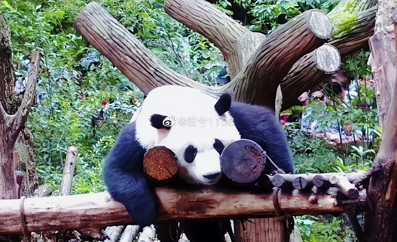 花花：接住谭爷爷给的小苹果，仿佛接住了整个世界。