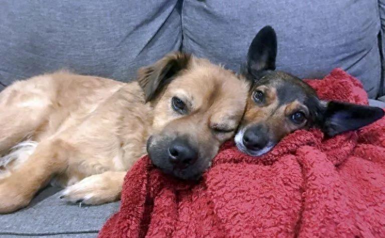 男子强奸养狗的女主人致其怀孕后，获刑六年！