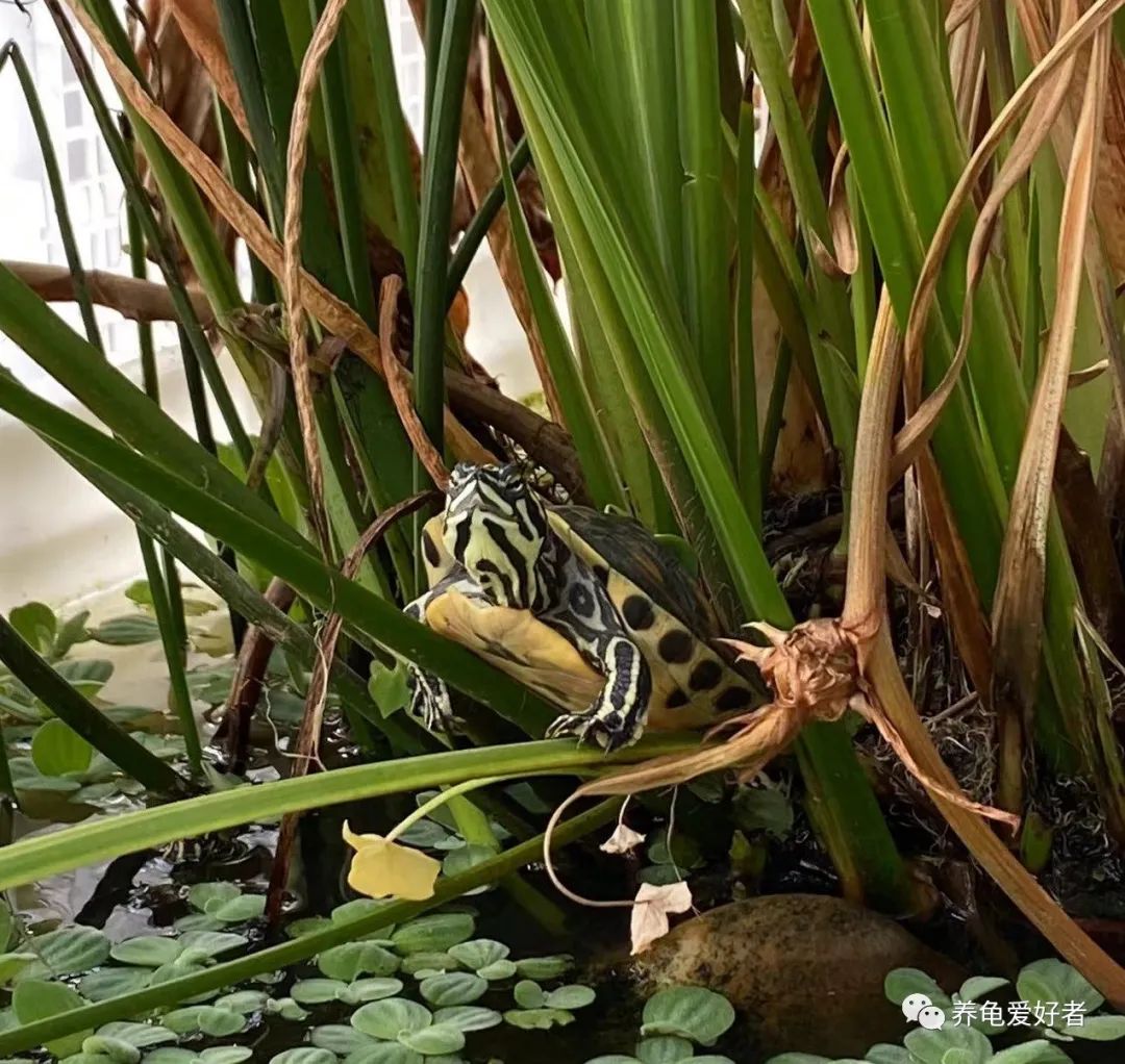 西非龟一动不动萎靡不振,龟为什么都这么多天了还不吃食