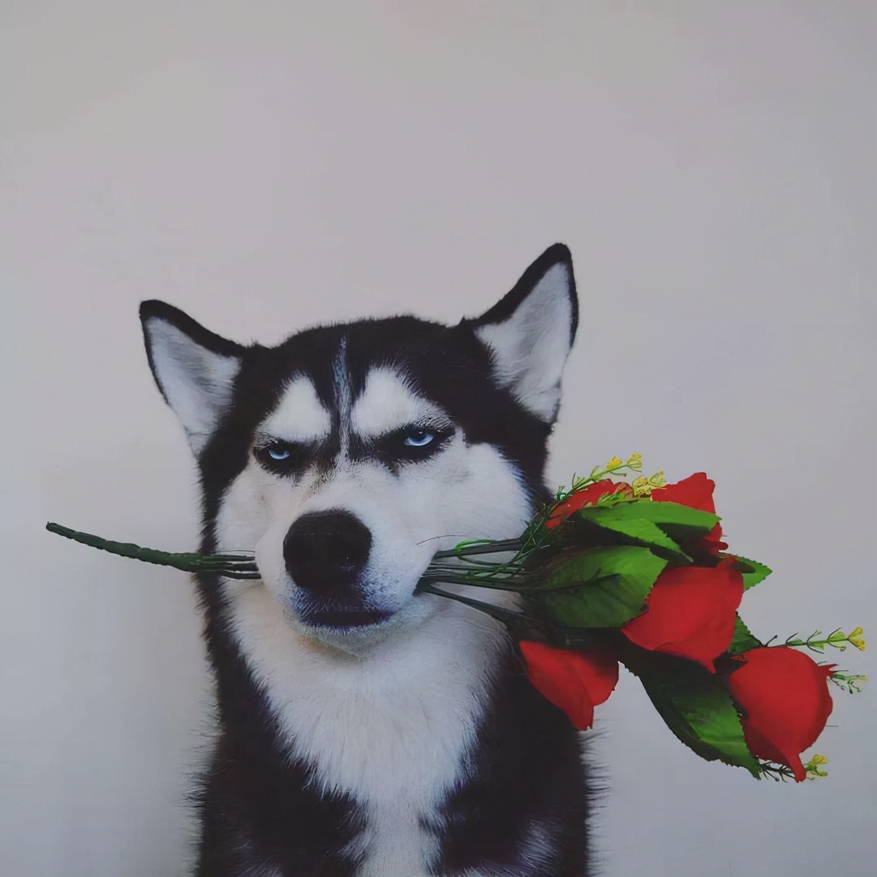 哈士奇不吃狗粮怎么办,哈士奇不爱吃饭怎么办