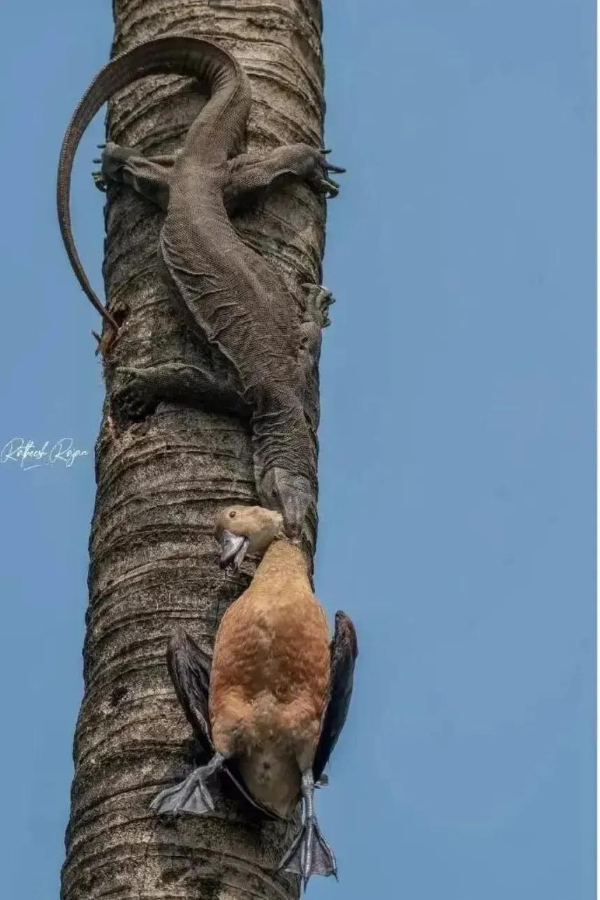 涓栫晫鍗佸ぇ瓒呮ā韬潗鍥剧墖鍥炬枃,涓栫晫鍗佸ぇ瓒呮ā鎯婅壋鍐欑湡