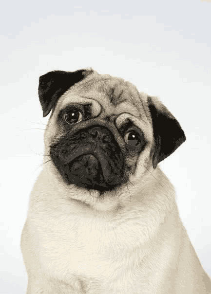 巴哥犬呕吐是怎么回事,巴哥犬呕吐怎么回事