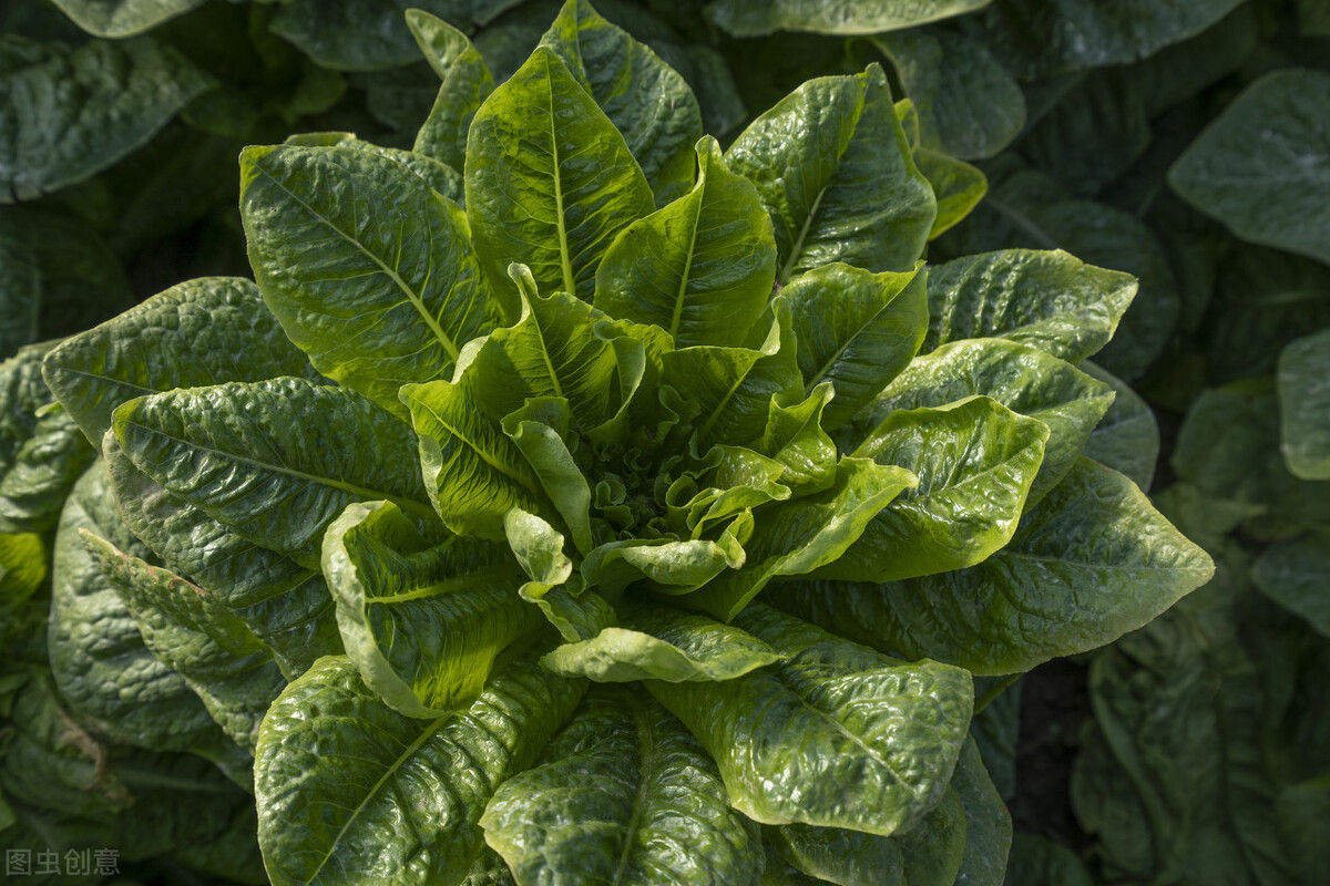 云南2024年1月3日蔬菜价格一览表,2024年1月6日云南蔬菜价格一览表