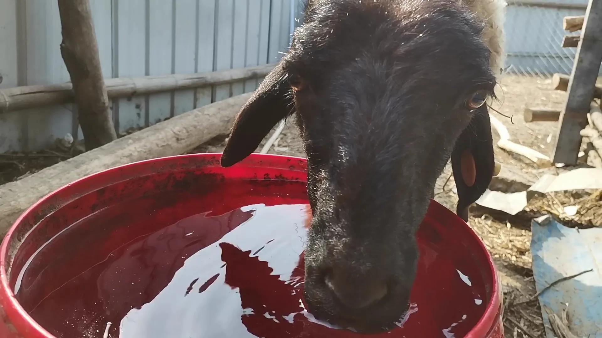 羊冬天喝水的正确方法,冬季怎样给羊饮水