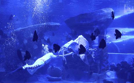 滨州海底世界5.1演出时间表,滨州海底世界39.9团购票