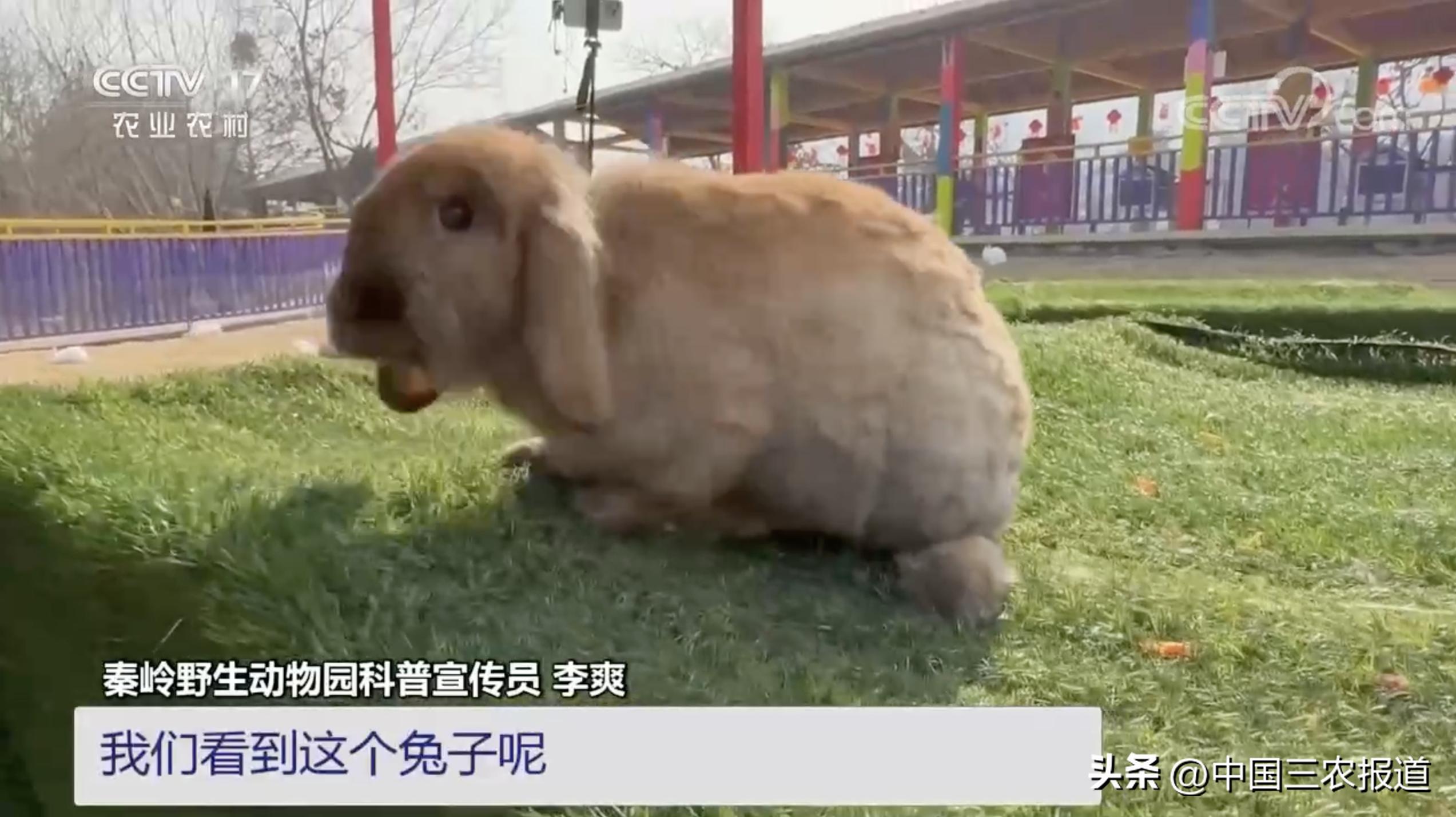 小白兔分别有哪13种生活习性,兔子有多少个种类家兔