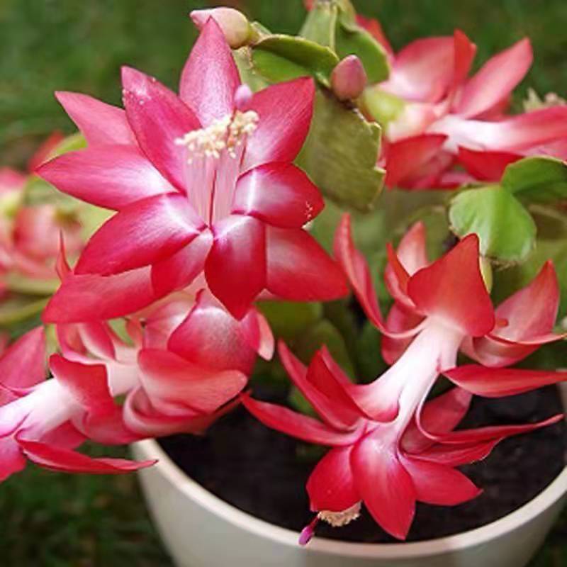 蟹爪兰春天不发新芽怎么回事,蟹爪兰花苞没开怎么就蔫了