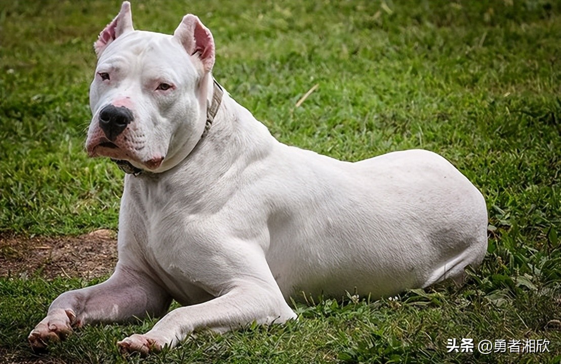100种常见的宠物狗,常见的宠物狗种类图片和名称