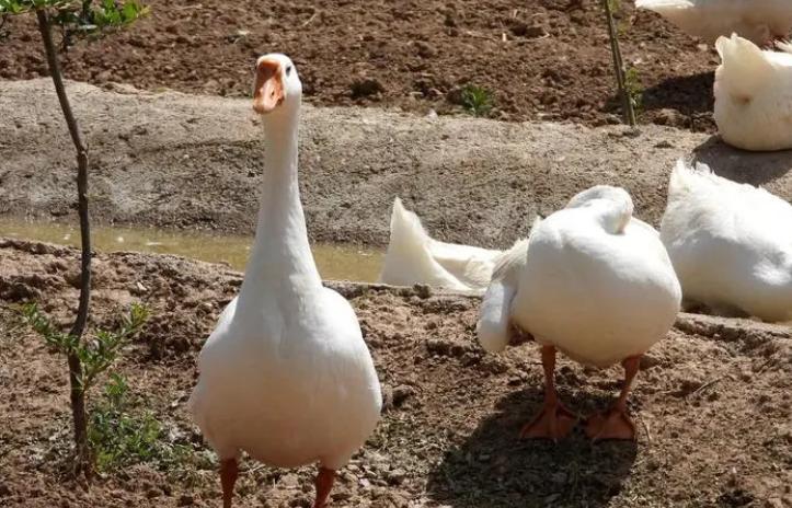 养殖鹅为什么掉毛,鹅掉毛严重怎么治