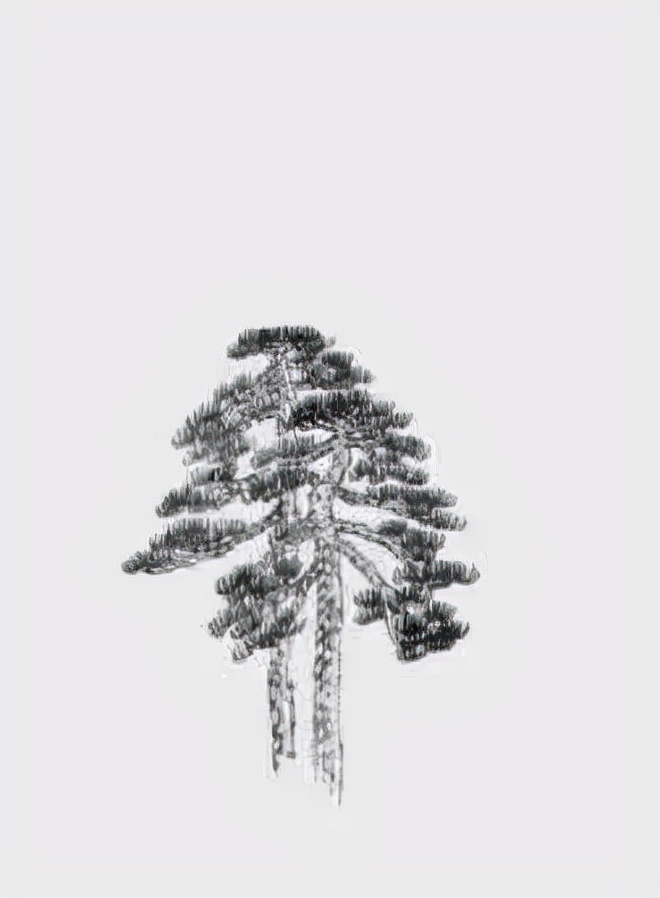 松树复杂画法,松树的十种画法