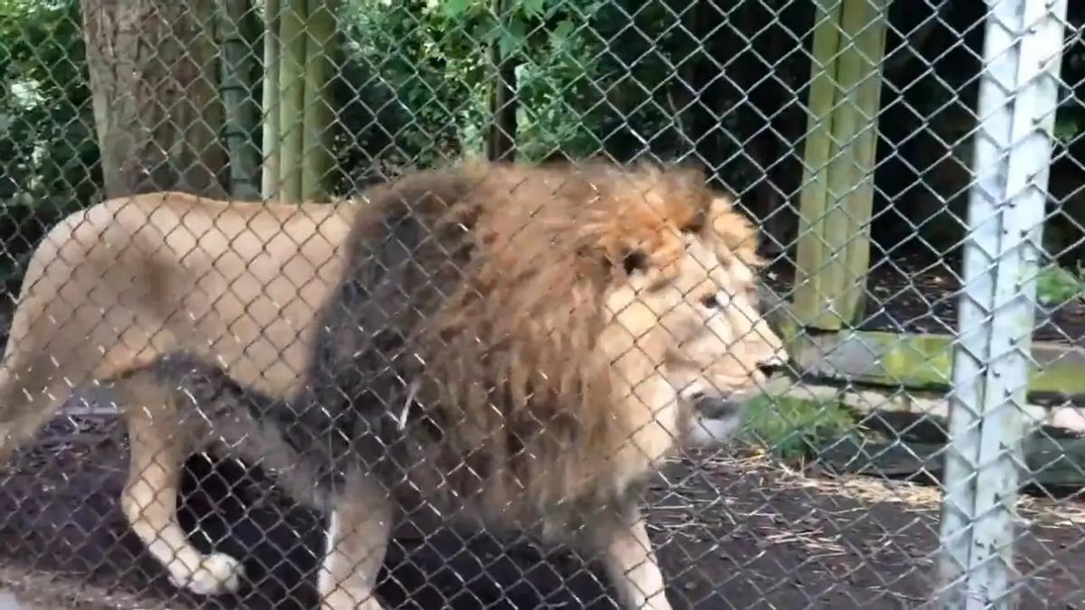 史上最大猫科动物体型排行,最强猫科动物排名狮子