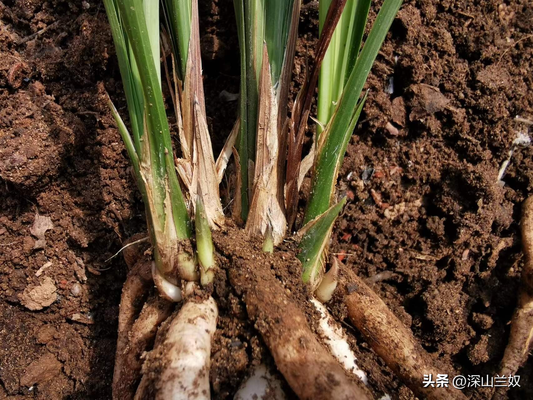 春剑兰怎么养护,春剑兰养殖技巧