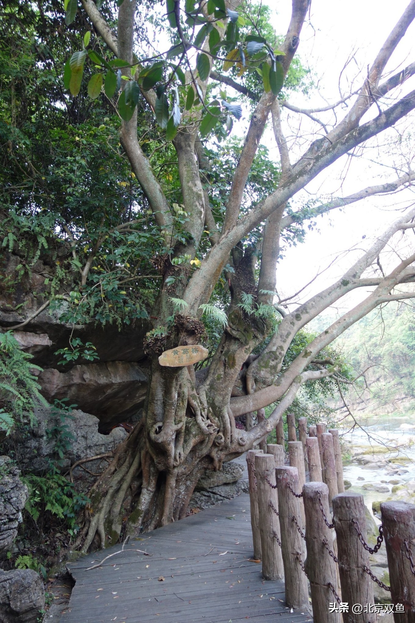 贵州黄果树最美的地方,贵州黄果树旅游攻略自由行