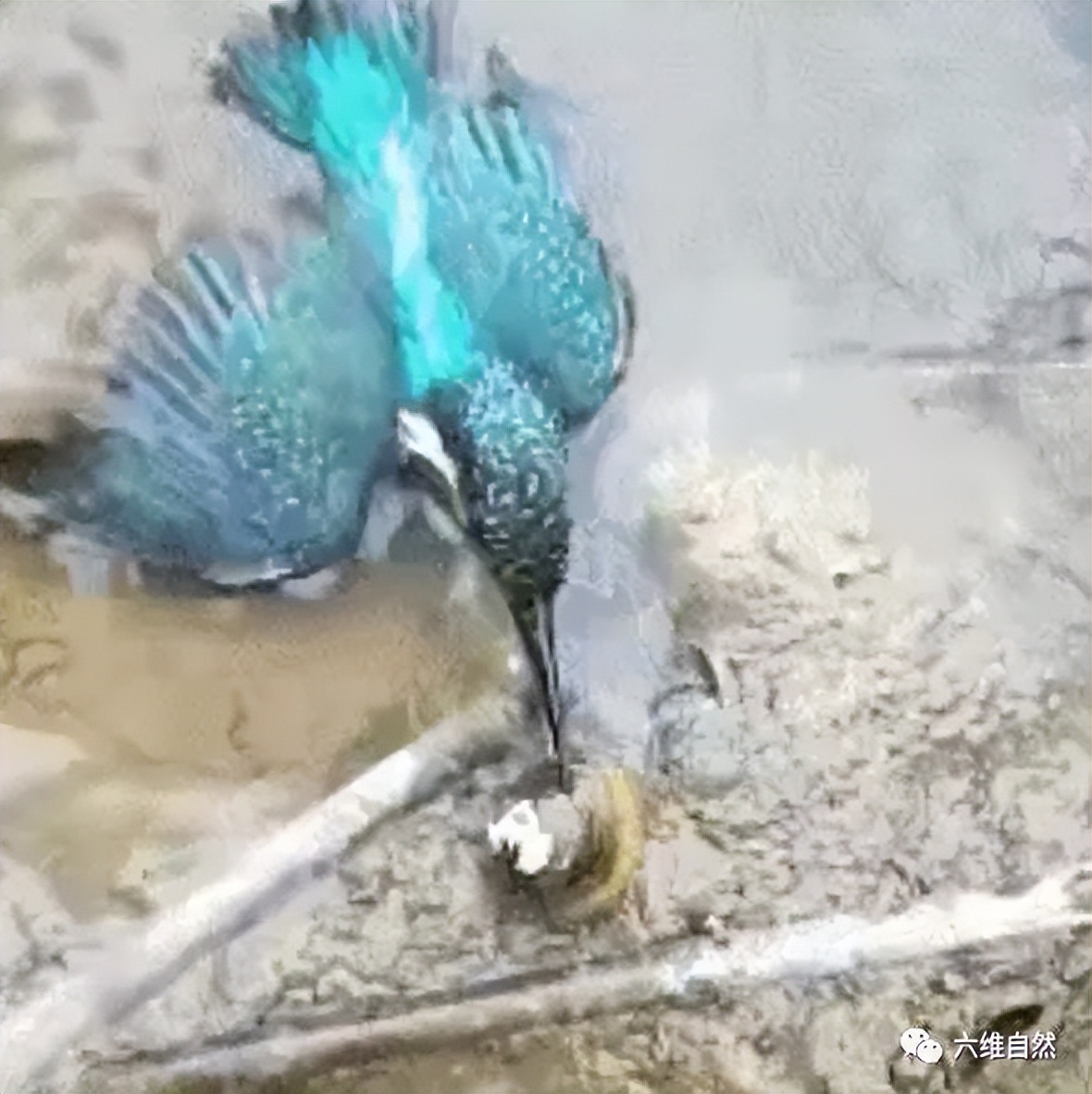 现实版鹬蚌相争蚌夹住小鸟脚,现实版鹬蚌相争河蚌夹住小鸟脚