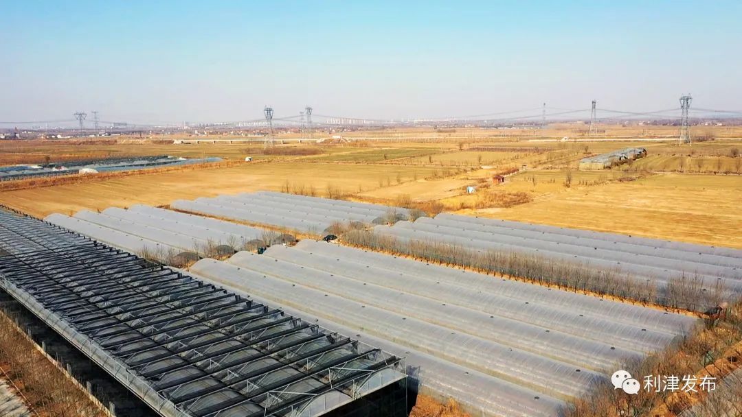 北宋镇：芦笋早上市市民乐尝鲜