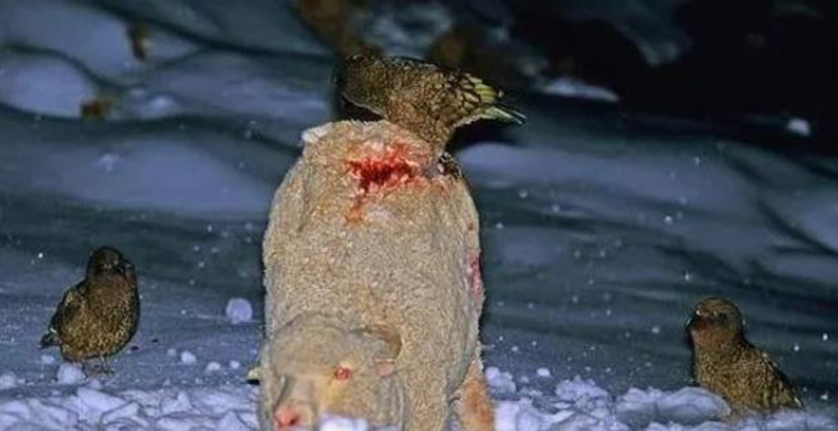 啄羊鹦鹉为什么不讨人喜欢,啄羊鹦鹉简介