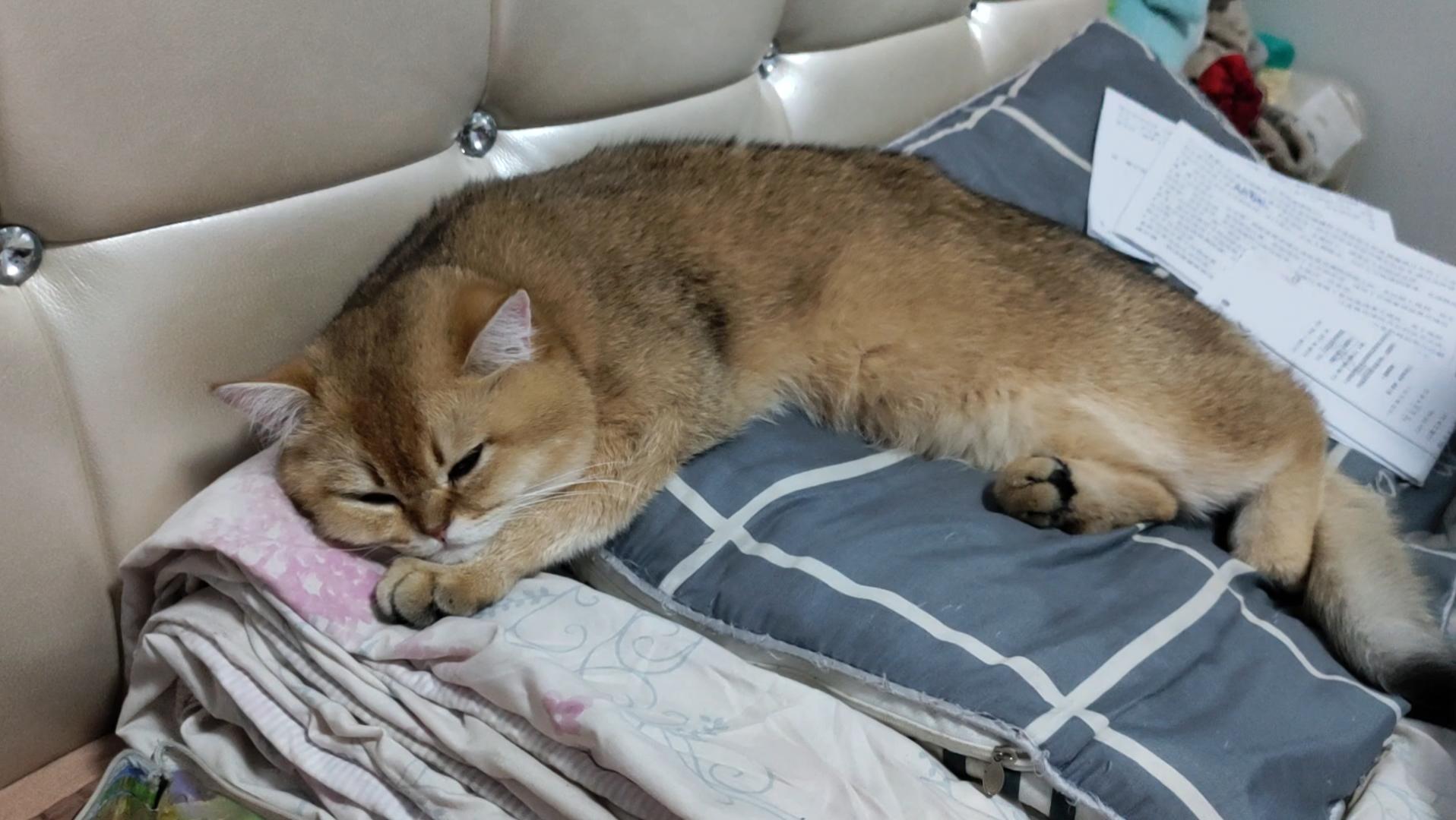 和金渐层一起睡,可以和金渐层一起睡觉吗