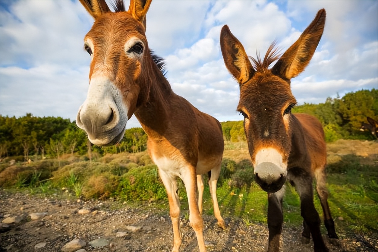 小黑驴崽子的图片,小黑驴儿