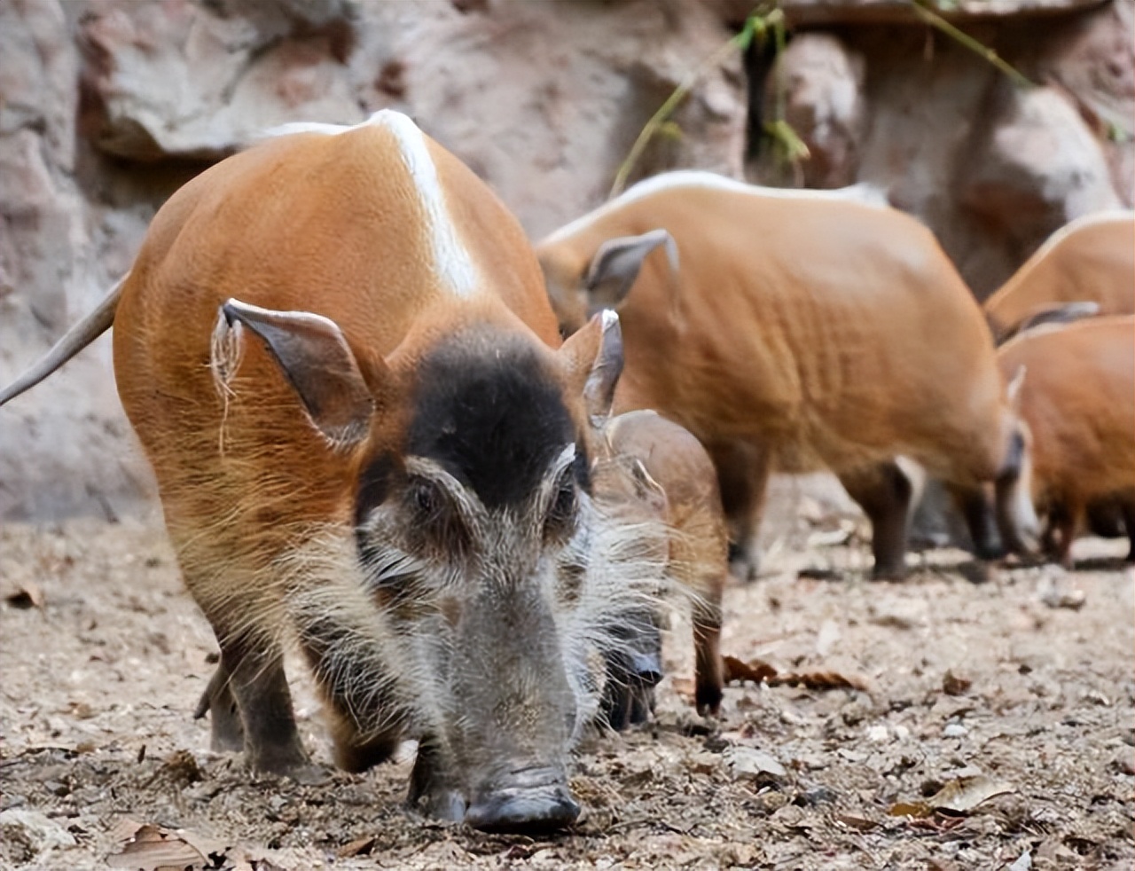 闈炴床閲庣尓鍒嗗竷鍖哄煙,闈炴床閲庣尓