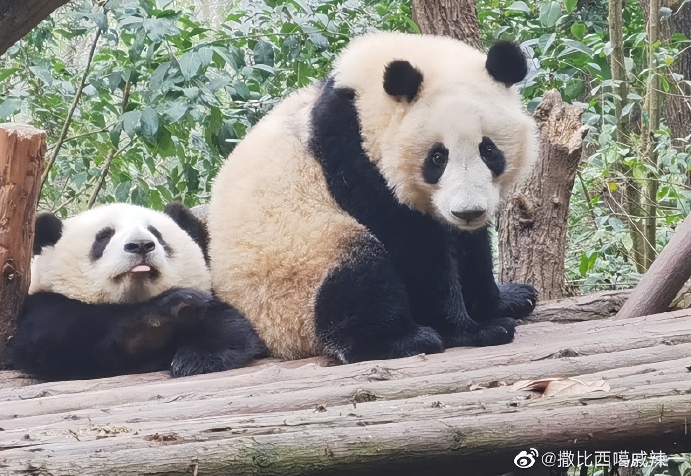 花花：接住谭爷爷给的小苹果，仿佛接住了整个世界。