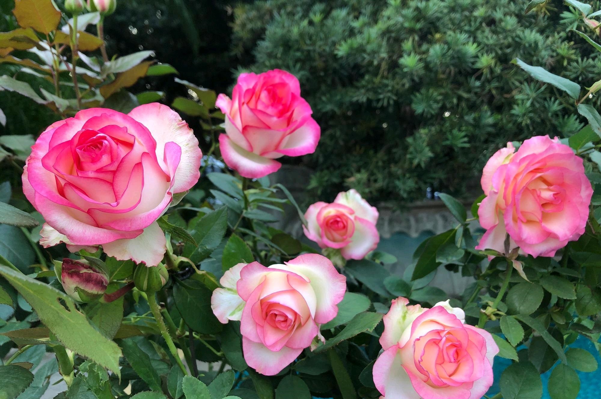 像艾莎一样花期长的月季,艾莎月季花品种大全