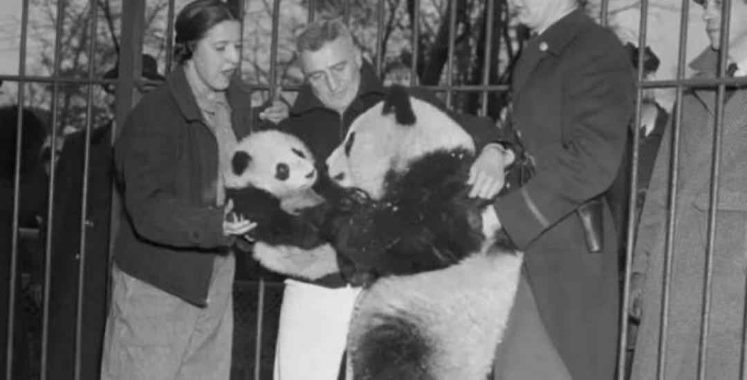 多少人关注丫丫,现在有多少人在关注丫丫