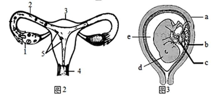 中考生物一轮复习专题训练七人的生殖发育