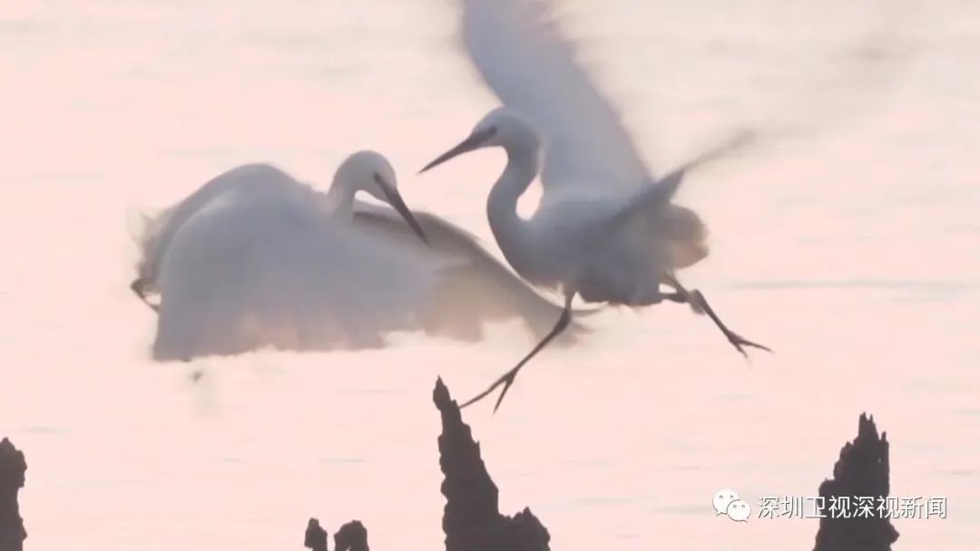 深圳加快全球标杆城市建设,深圳加快建设宜居韧性智慧城市