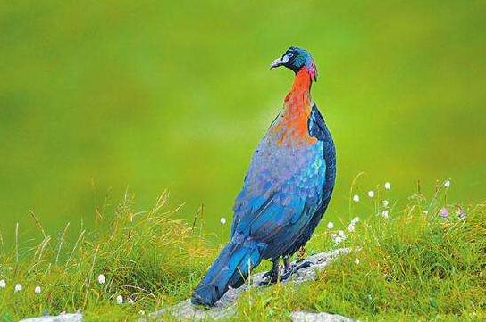 中外“彩虹鸟”大比拼，谁的羽毛颜色，是你心目中的“彩虹色”？