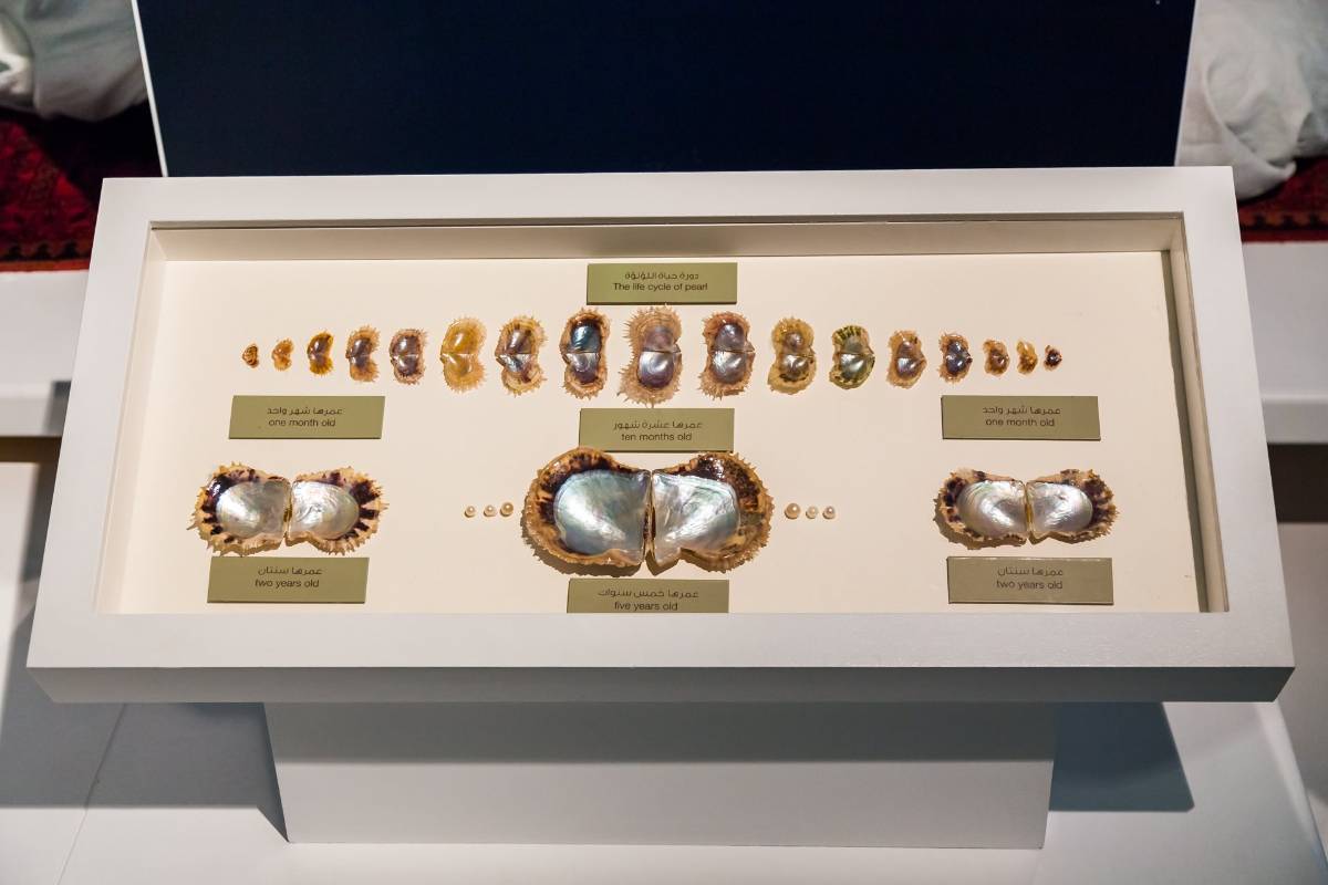 龙年新春闹沙迦，免签畅玩，行程全是精华！