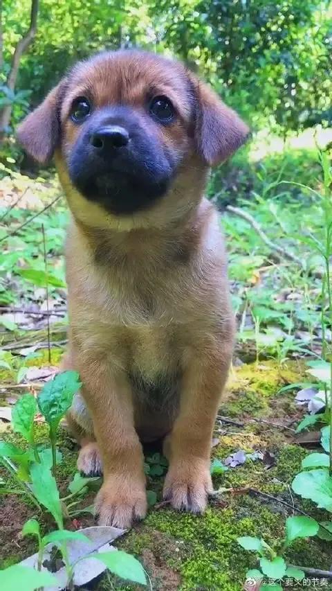 除了中华田园犬还有哪些是土狗,小型中华田园犬和土狗有什么区别