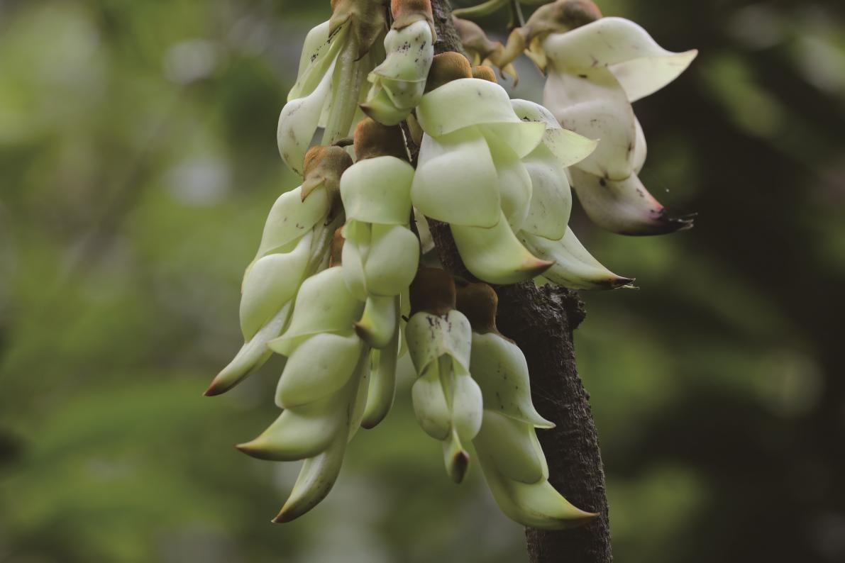 深圳坪山全域自然博物⑩|禾雀花步道:错过再等一年,“小精灵”禾雀花来啦!