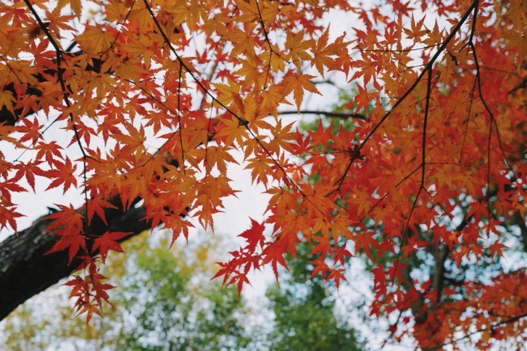 春天的潺潺溪水,春天的顶流