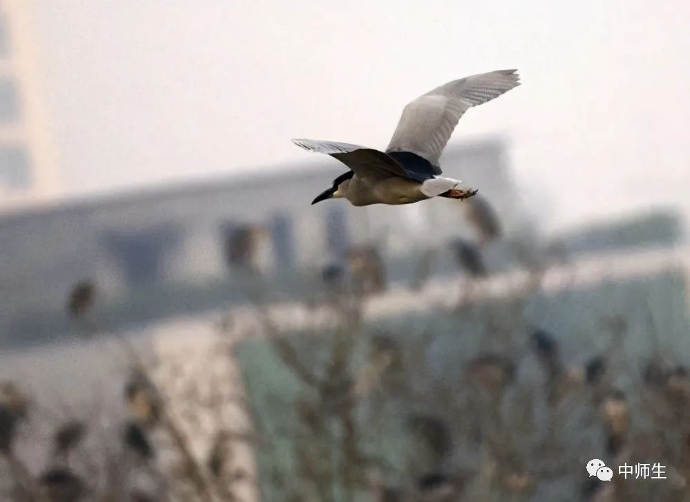 涓笀鐢熺殑鍘嗗彶鍥炲繂,涓笀鐢熷洖蹇嗗綍鍏ㄦ枃