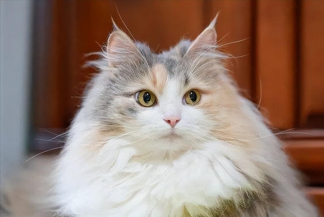 猫咪寿命吉尼斯纪录,寿命最长的猫咪品种排名