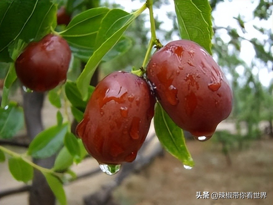 忻州一日游五台山雁门关忻州古城,五台山雁门关忻州古城三日游