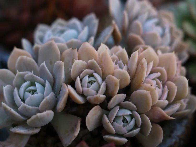 多肉植物的生长轨迹,多肉植物的养生方法