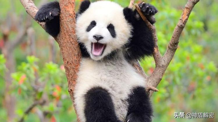 同样都是租借大熊猫,为啥卡塔尔一次就成功,印度求借14次被拒绝