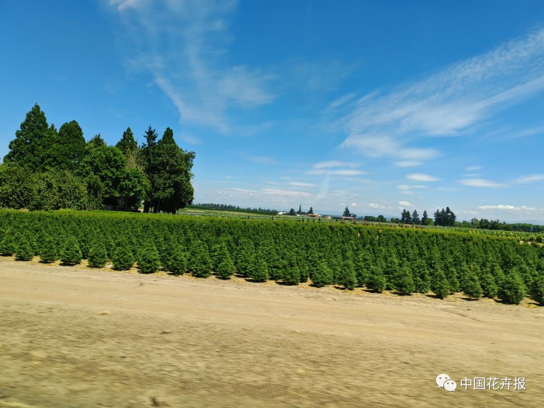 宿根花卉栽培,宿根花卉的栽培管理