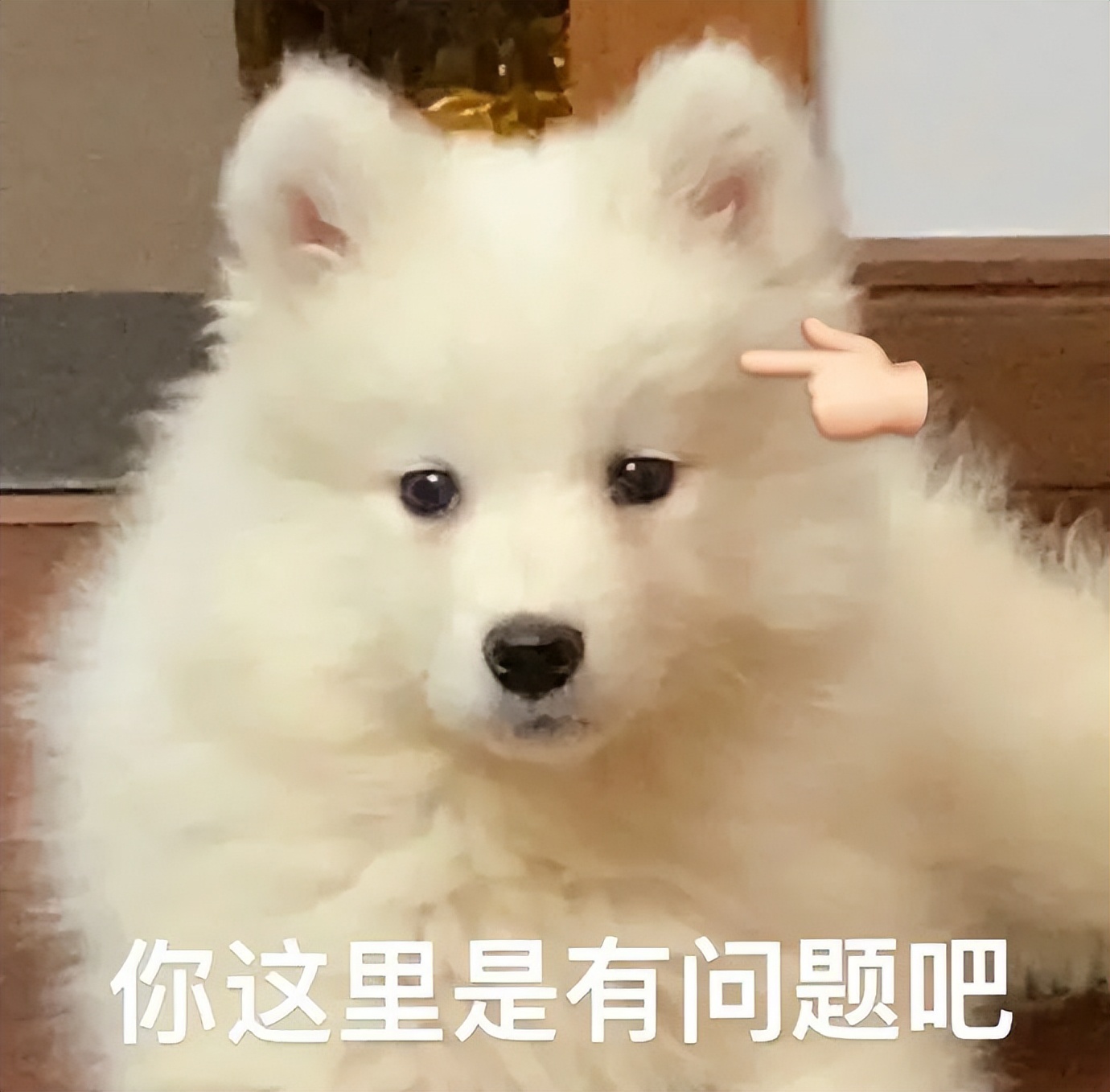 笑死！狗子1个蛋上被蚊子咬了8个包，成巨蛋小子了！