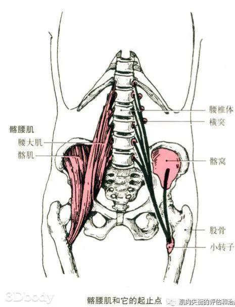 练腹肌时腰部酸痛,练腹部腰部酸痛
