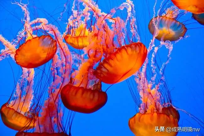 奇怪又美丽的水母,透明漂亮的水母